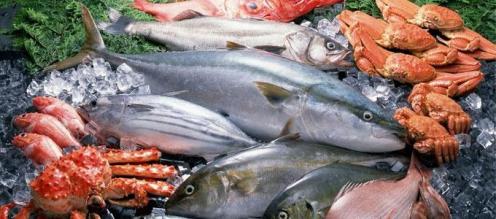 اختفاء الاسماك من البحار في عام 2050