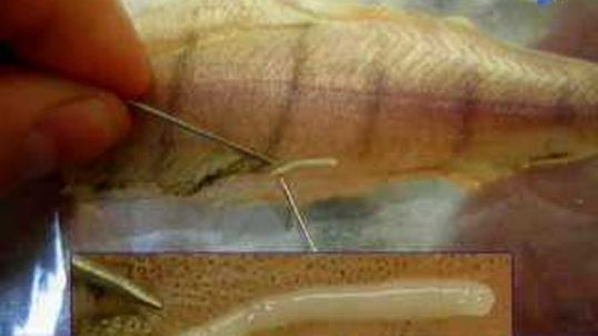 دراسة علمية : أسماك مستهلكة في المغرب تسبب المرض