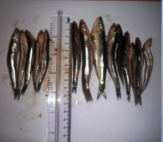 طانطان:سمك السردين يوجه لدقيق السمك على مرأى من عامل الاقليم.