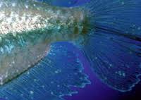 أمراض الأسماك  وطرق معالجتها