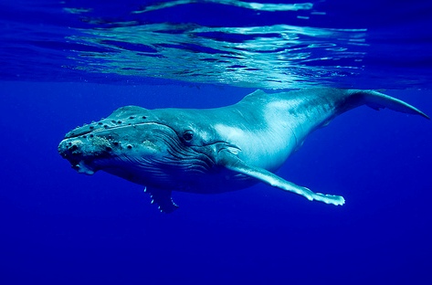 كوريا تخطط لإعادة السماح بصيد الحيتان