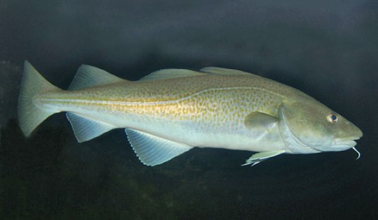 Des prothèses à partir d’arêtes de morue