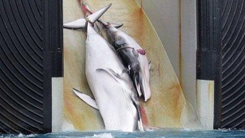 طوكيو لا تنوي ايقاف صيد الحيتان