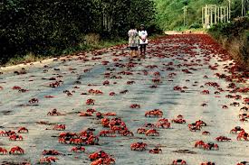 سرطان البحر يعود لألمانيا بعد اختفائه