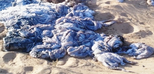 أجهزة المراقبة الاسبانية تعترض شحنة مشبوهة من المنتجات البحرية المغربية