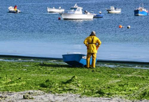 Algues vertes : Il n’y en a jamais eu si peu en Bretagne