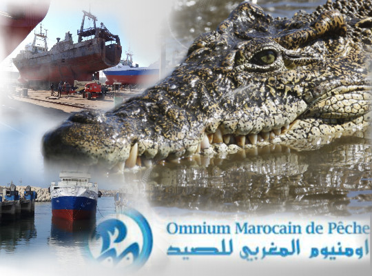 التماسيح تتربص من جديد بأومنيوم المغربي للصيد بطانطان و تحاول تكبيدها مزيدا من الخسائر.