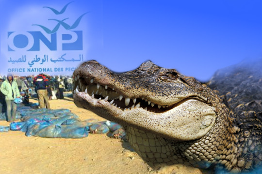 مهنيو الصيد بالداخلة يستنكرون حجز مستحقاتهم عن البيع من طرف المكتب الوطني للصيد