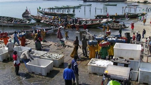 موريتانيا تتولى تصدير أكثر من ٥٠ ألف طن من السمك إلى الجزائر