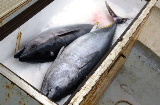 Thon rouge : les attentes des Méditerranéens envers l’Iccat