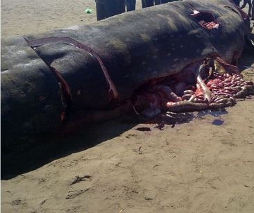 العثور على حوت  و انقاذ ناشط بيئي عالق باحدى المغارات بالدخيلة عمالة أوسرد .