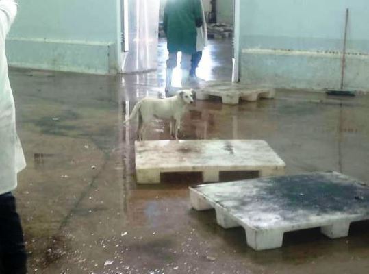 كلب  يتفقد جودة الاسماك بسوق السمك بالجملة بالعيون