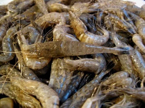 Au dessus de 3 cm, les crevettes font grise mine