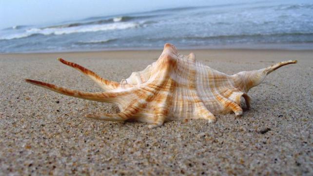 Pourquoi croit-on entendre la mer dans les coquillages