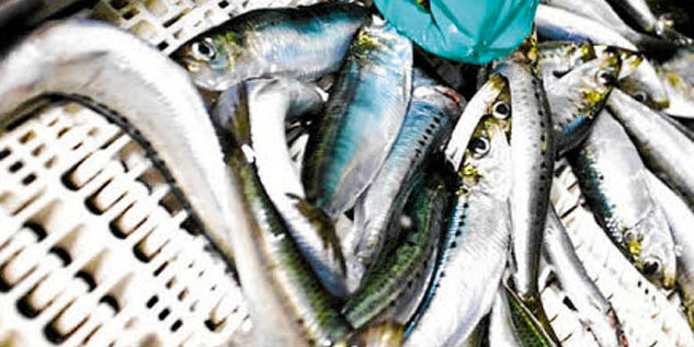 Le Maroc, leader mondial de la Sardine Pilchardus Walbaum