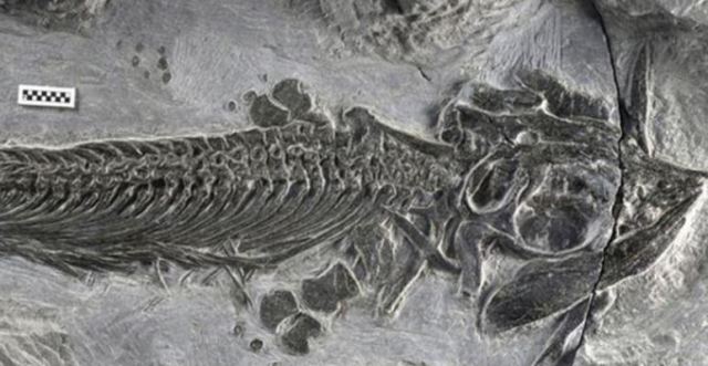 الصين: اكتشاف أقدم نوع من الأسماك البرمائية