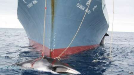 le Japon promet de réduire ses prises des Baleines dans l’Antarctique