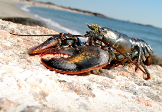Canada: : la saison de la Pêche au homard en N.-É. commencera un peu plus tard