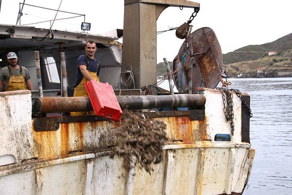 Les pêcheurs ne doivent plus rejeter les petits poissons à mer