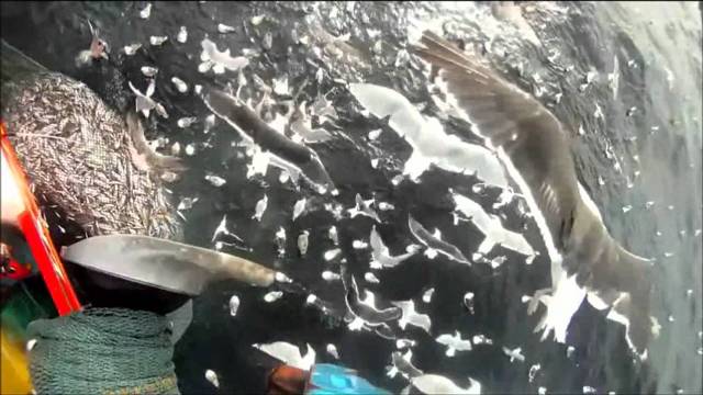 متى ينخرط المغرب في منع التخلص من الاسماك المصطادة