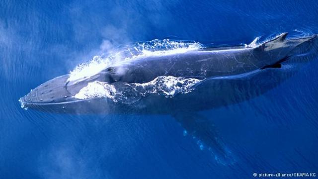 جينات بعض الحيتان تطيل العمر وتقاوم السرطان