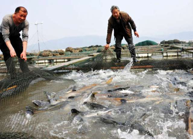 علماء يحذرون من مزارع الأسماك الصينية