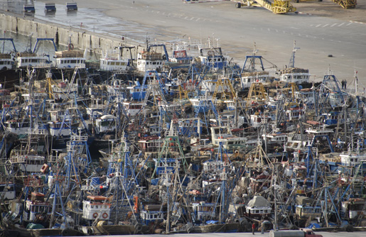 مهنيو الصيد الساحلي للاسماك السطحية  بالعيون يرحبون بمخطط تهيئة الاسماك السطحية و يرفضون اقحامهم في اي تحرك مضاد