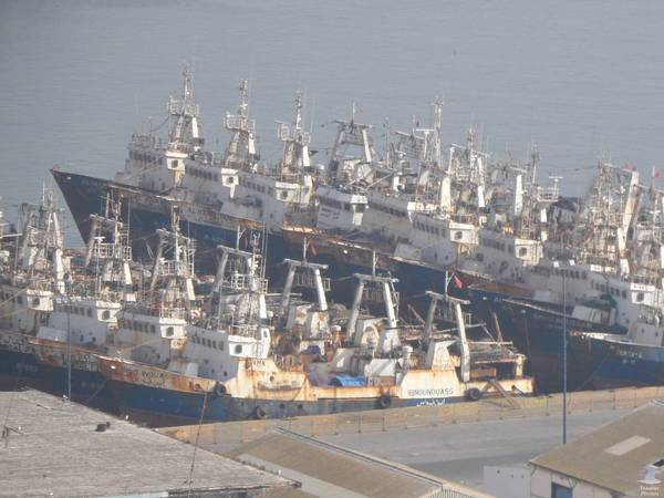 حصة اضافية ثانية للاخطبوط وسط تدمر قطاع الصيد باعالي البحار