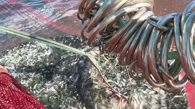 Trois zones de pêche distinctes pour la pêche aux petits pélagiques