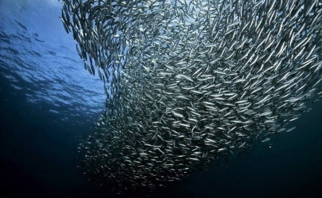 140 مليار دولار سنوياً تجارة المنتجات السمكية