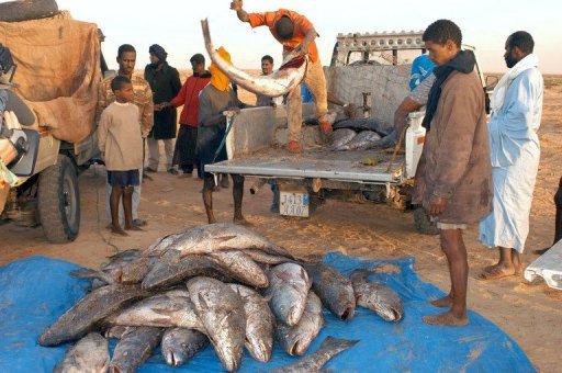 الموريتانيون يكرهون الأسماك والحكومة توزعها مجاناً
