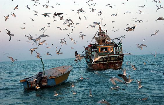 توجه لحظر صيد الأسماك سنتين بالكويت مقابل تعويضات عن التوقف