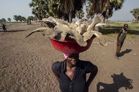 الإنتاج العالمي للأسماك: