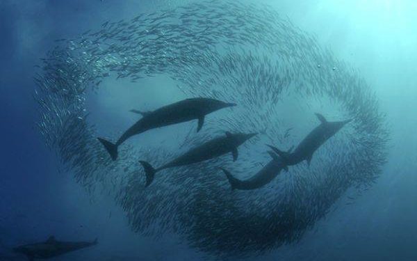 ظهور السردين بالمصايد  ينعش ميناء الحسيمة رغم تهديدات النيكرو