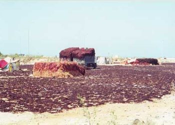 ضبط كميات كبيرة من الطحالب المهربة من البيضاء بالجديدة و مهنيي القطاع يستنكرون و يطالبون بمتابعة المهربين