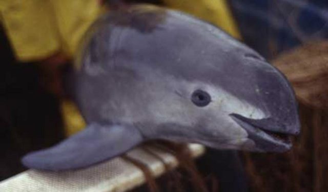 اصغر الحوتيات في العالم على وشك الانقراض