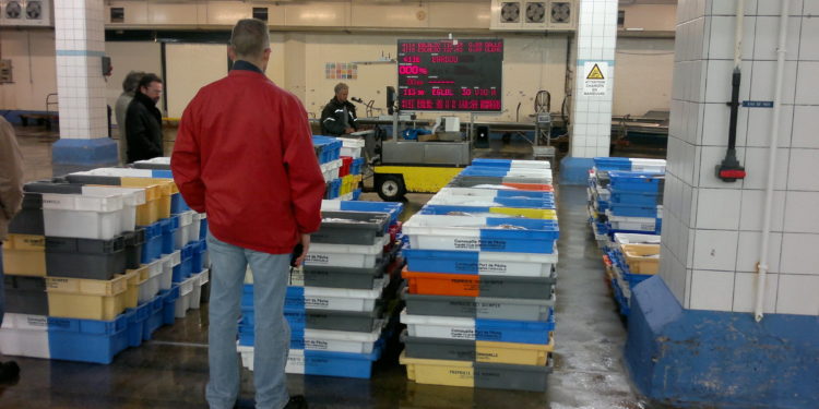 كيفية الحصول على رخصة لإنتاج الثلج بقطاع الصيد البحري