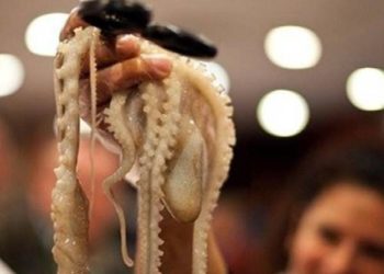 بالفيديو: فتاة تتناول أخطبوطاً على قيد الحياة في مشهد مثير للاشمئزاز