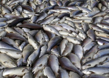 Le Canada autorise à son tour le saumon transgénique à la consommation