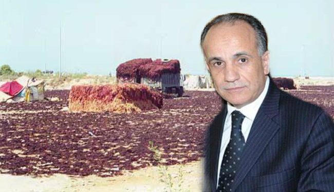 الكنفدرالية الوطنية لفعاليات الصيد البحري و الأحياء المائية بالمغرب تتساءل المسؤولين عن مآل حصص تصدير الطحالب الخامة بالنسبة للشركات و التعاونيات