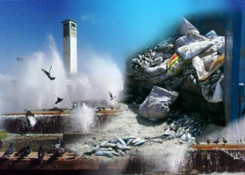 الدارالبيضاء:خصاص في مادة الثلج يحول أطنانا من السمك الى مكبات النفايات