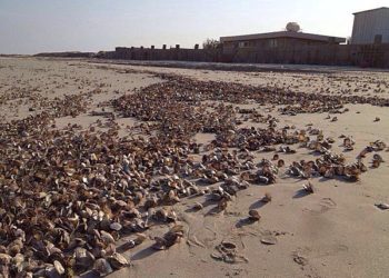 نفوق الأصداف يوقف استثمارات اللؤلؤ في السودان