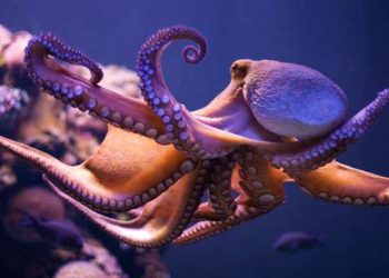 Révolution au fond des océans : les pieuvres prennent le pouvoir