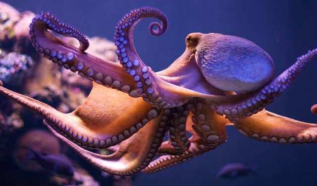 Révolution au fond des océans : les pieuvres prennent le pouvoir