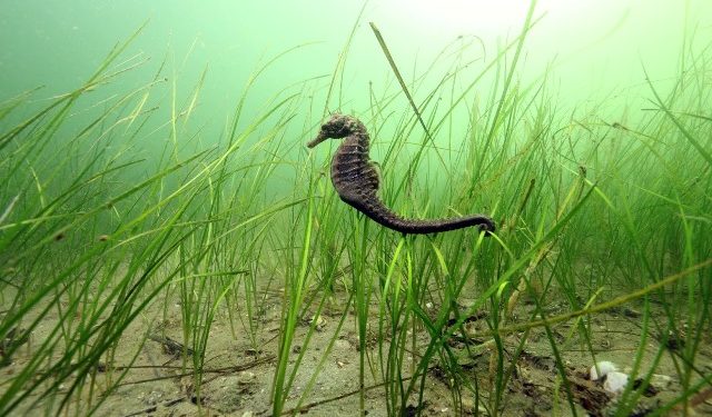 علم الجينوم: مِن البحـر، وإلَيْـهِ