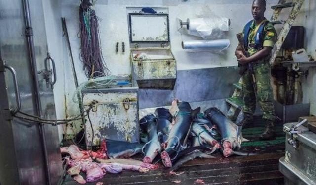 قراصنة اسبانيا في قبضة البحرية الغابونية