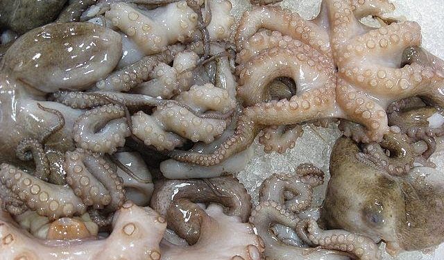 وحدات التجميد بالداخلة تواصل الإشتغال رغم إستنفاذ الحصة من الأخطبوط