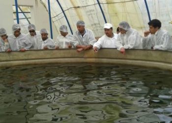التنمية الرشيدة لتربية الأحياء المائية