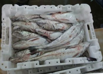تجار السمك بأكادير يتصدون لتداول الصناديق البلاستيكية الصغيرة بالسوق