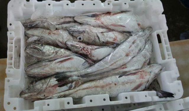 تجار السمك بأكادير يتصدون لتداول الصناديق البلاستيكية الصغيرة بالسوق